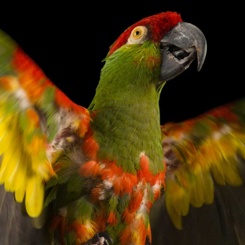 Bu NatGeo Fotograf Serisi Nesli Tukenmekte Olan Hayvanlarin Renklerini Seviyor 013