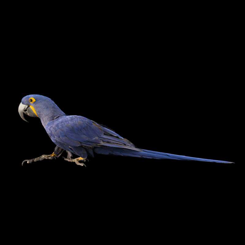National Geographic Fotoğraf Serisi, The Photo Ark 17 Bu NatGeo Fotograf Serisi Nesli Tukenmekte Olan Hayvanlarin Renklerini Seviyor 016