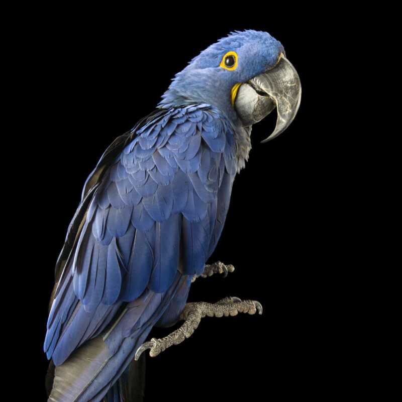 National Geographic Fotoğraf Serisi, The Photo Ark 18 Bu NatGeo Fotograf Serisi Nesli Tukenmekte Olan Hayvanlarin Renklerini Seviyor 017
