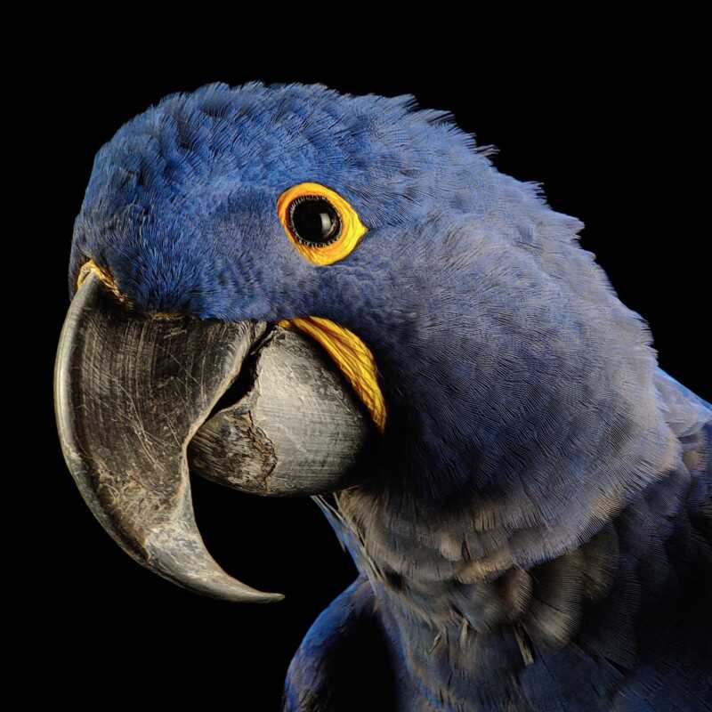 National Geographic Fotoğraf Serisi, The Photo Ark 19 Bu NatGeo Fotograf Serisi Nesli Tukenmekte Olan Hayvanlarin Renklerini Seviyor 018
