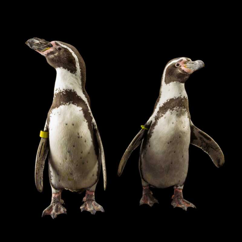 National Geographic Fotoğraf Serisi, The Photo Ark 24 Bu NatGeo Fotograf Serisi Nesli Tukenmekte Olan Hayvanlarin Renklerini Seviyor 023