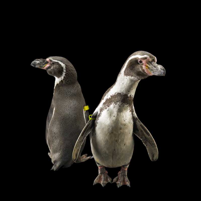 National Geographic Fotoğraf Serisi, The Photo Ark 25 Bu NatGeo Fotograf Serisi Nesli Tukenmekte Olan Hayvanlarin Renklerini Seviyor 024