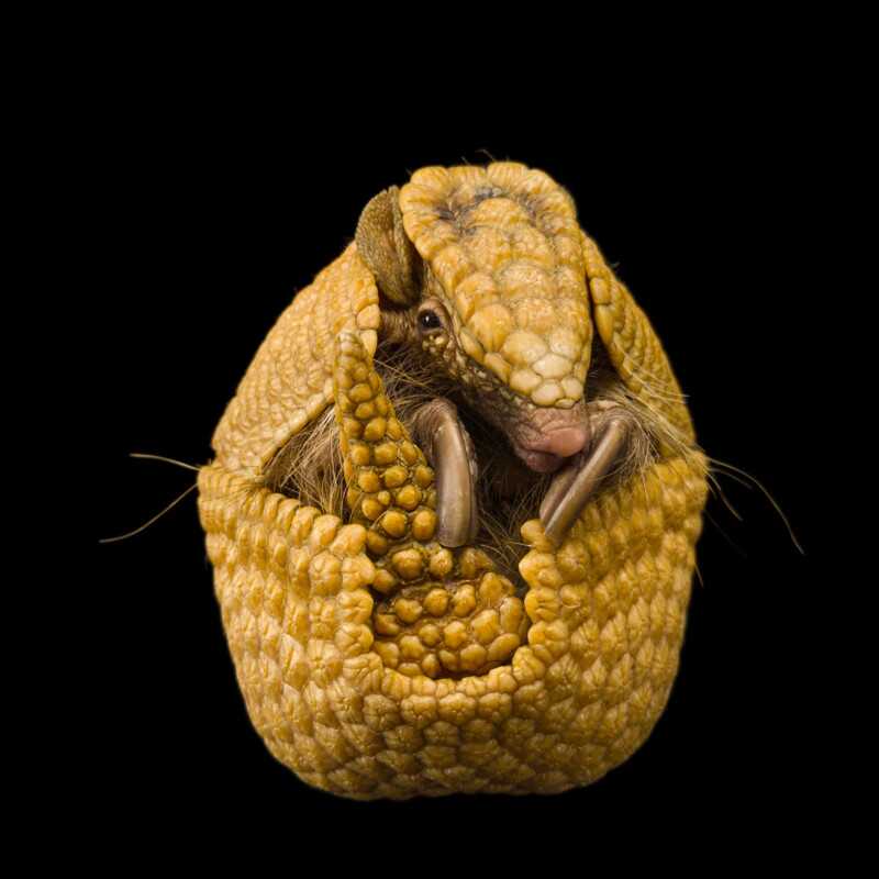 National Geographic Fotoğraf Serisi, The Photo Ark 26 Bu NatGeo Fotograf Serisi Nesli Tukenmekte Olan Hayvanlarin Renklerini Seviyor 025