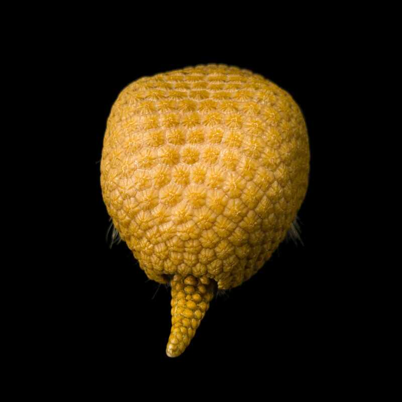 National Geographic Fotoğraf Serisi, The Photo Ark 27 Bu NatGeo Fotograf Serisi Nesli Tukenmekte Olan Hayvanlarin Renklerini Seviyor 026