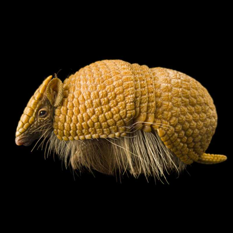National Geographic Fotoğraf Serisi, The Photo Ark 28 Bu NatGeo Fotograf Serisi Nesli Tukenmekte Olan Hayvanlarin Renklerini Seviyor 027