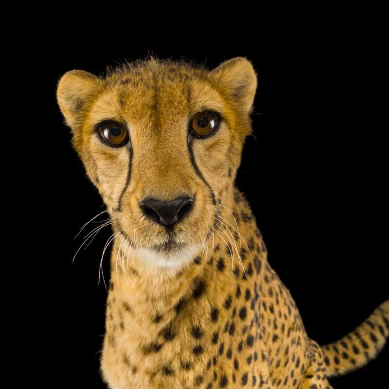 National Geographic Fotoğraf Serisi, The Photo Ark 31 Bu NatGeo Fotograf Serisi Nesli Tukenmekte Olan Hayvanlarin Renklerini Seviyor 030