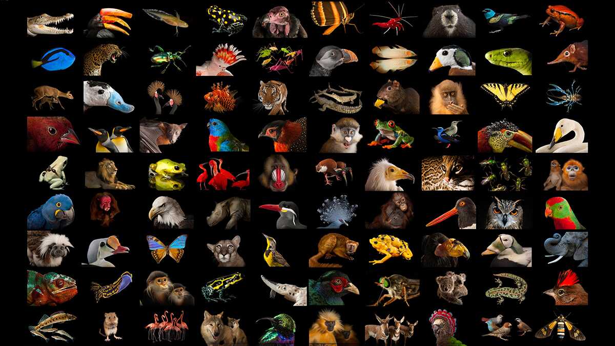 National Geographic Fotoğraf Serisi, The Photo Ark 1 The Photo Ark Header