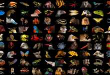 National Geographic Fotoğraf Serisi, The Photo Ark 28 The Photo Ark Header