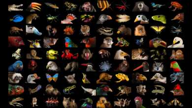National Geographic Fotoğraf Serisi, The Photo Ark 16 The Photo Ark Header