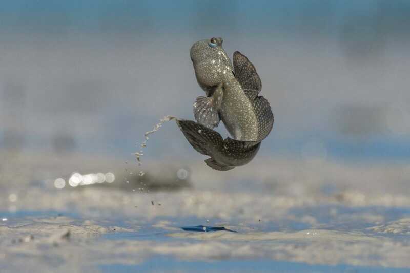 GDT 2021 Yılın Doğa Fotoğrafçısı Ödülü Kazananlar 4 The Winners of the GDT Nature Photographer of the Year 2021 0003