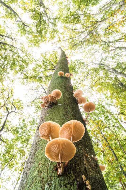GDT 2021 Yılın Doğa Fotoğrafçısı Ödülü Kazananlar 5 The Winners of the GDT Nature Photographer of the Year 2021 0004