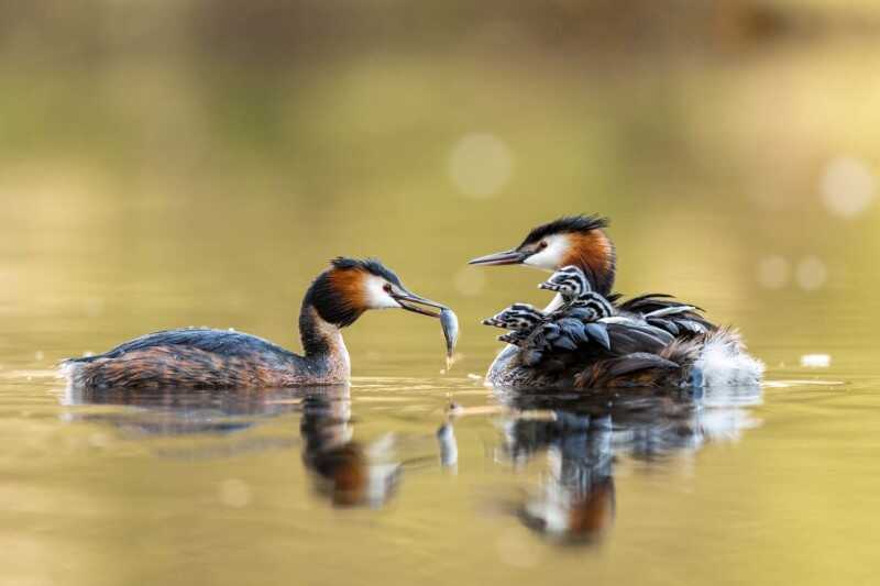 GDT 2021 Yılın Doğa Fotoğrafçısı Ödülü Kazananlar 8 The Winners of the GDT Nature Photographer of the Year 2021 0007