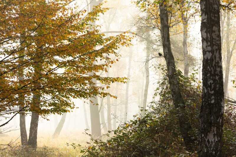GDT 2021 Yılın Doğa Fotoğrafçısı Ödülü Kazananlar 9 The Winners of the GDT Nature Photographer of the Year 2021 0008