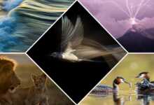 GDT 2021 Yılın Doğa Fotoğrafçısı Ödülü Kazananlar 12 The Winners of the GDT Nature Photographer of the Year 2021 header