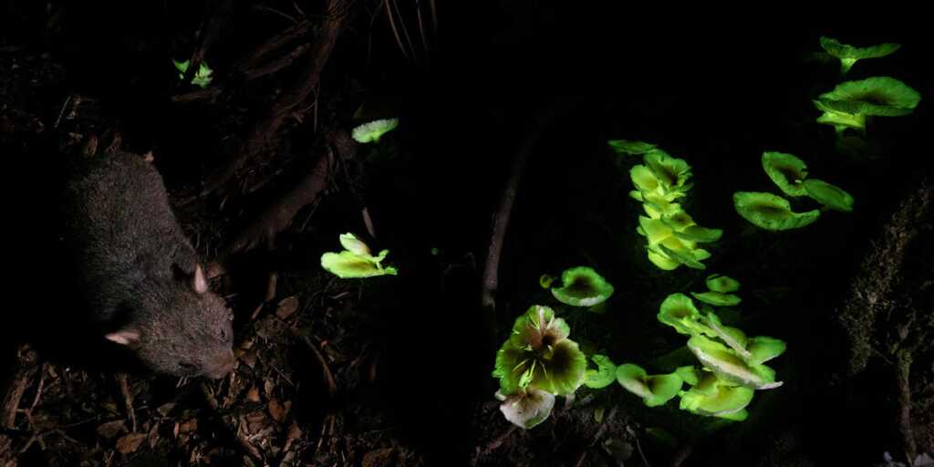PA2F Çevre Fotoğrafçılığı Ödülleri 2021 Kazananları 3 The Winners of the PA2F Environmental Photography Awards 2021 002