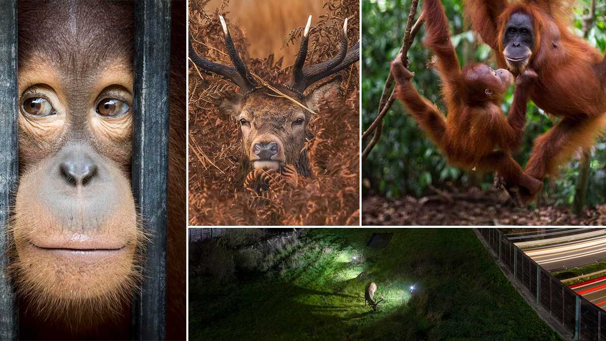 PA2F Çevre Fotoğrafçılığı Ödülleri 2021 Kazananları 1 The Winners of the PA2F Environmental Photography Awards 2021 header