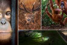 The Winners of the PA2F Environmental Photography Awards 2021 header