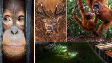 The Winners of the PA2F Environmental Photography Awards 2021 header