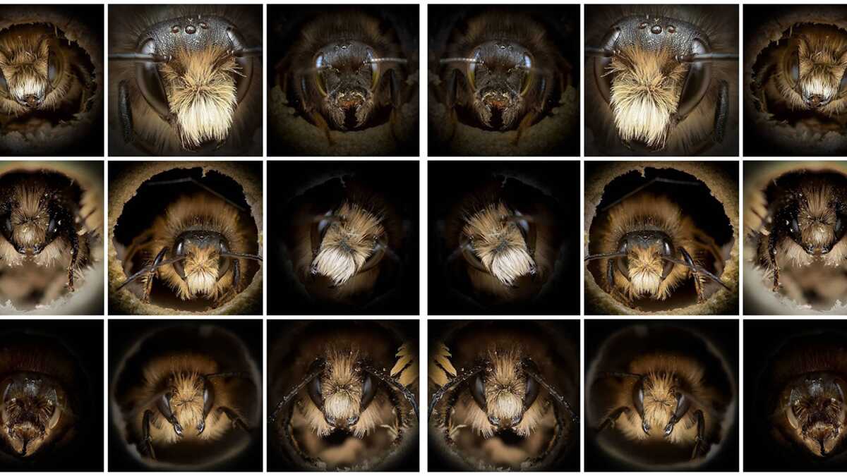 Josh Forwood : Close-Up Bees 1 Yakin Cekim Portreleri Arilarin Ne Kadar Farkli Gorunduklerini Ortaya Cikariyor header