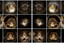 Josh Forwood : Close-Up Bees 17 Yakin Cekim Portreleri Arilarin Ne Kadar Farkli Gorunduklerini Ortaya Cikariyor header