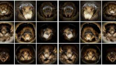 Yakin Cekim Portreleri Arilarin Ne Kadar Farkli Gorunduklerini Ortaya Cikariyor header