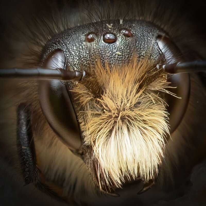 Josh Forwood : Close-Up Bees 5 beeportrait 2 800x800 1