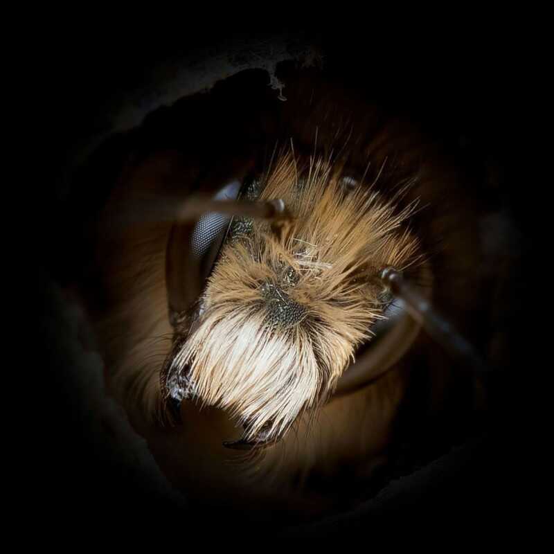 Josh Forwood : Close-Up Bees 4 beeportrait 3 800x800 1