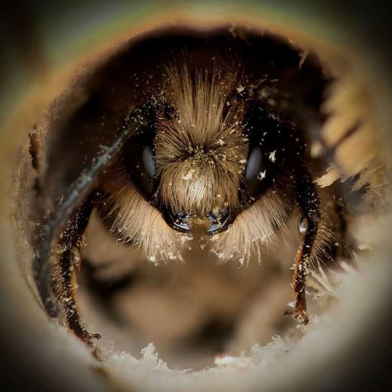 Josh Forwood : Close-Up Bees 7 beeportrait 4 800x800 1