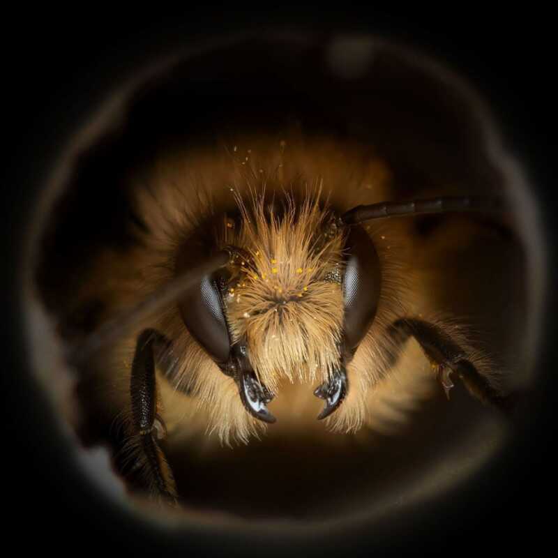Josh Forwood : Close-Up Bees 8 beeportrait 5 800x800 1