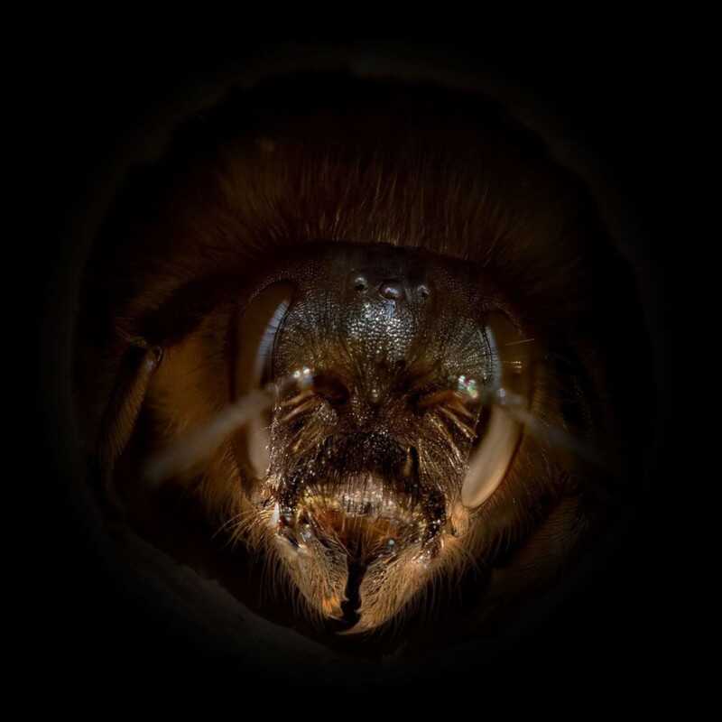 Josh Forwood : Close-Up Bees 3 beeportrait 6 800x800 1