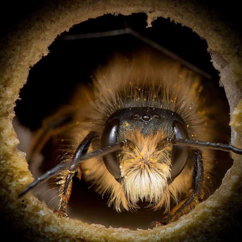 beeportrait 8 800x800 1