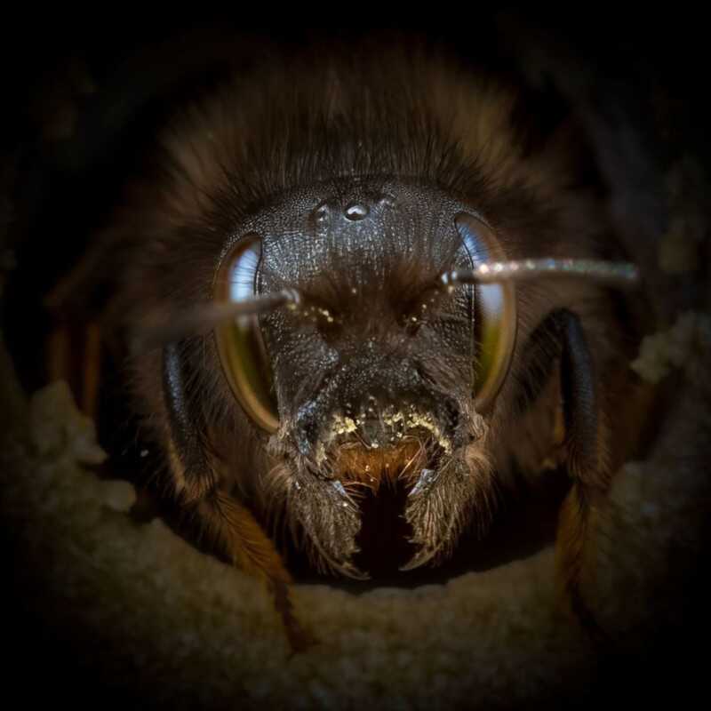 Josh Forwood : Close-Up Bees 6 Josh Forwood