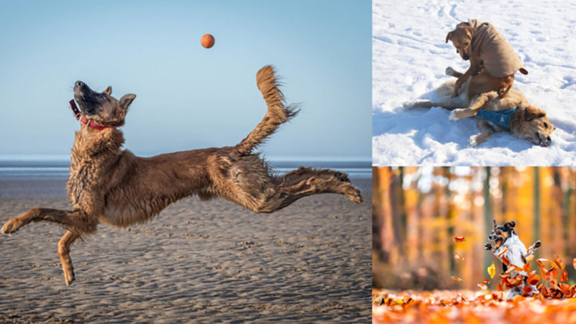 2021 Komedi Evcil Hayvan Fotoğraf Ödülleri'nden 23 Komik Finalist 3 23 Funny Finalists from the 2021 Comedy Pet Photo Awards header