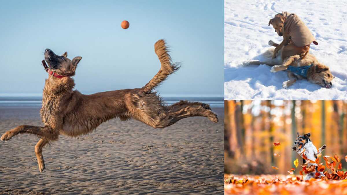 2021 Komedi Evcil Hayvan Fotoğraf Ödülleri'nden 23 Komik Finalist 1 23 Funny Finalists from the 2021 Comedy Pet Photo Awards header