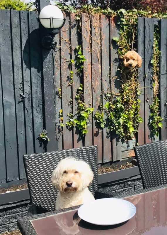 2021 Komedi Evcil Hayvan Fotoğraf Ödülleri'nden 23 Komik Finalist 7 COLIN DOYLE NOSY NEIGHBOUR 570x800 1