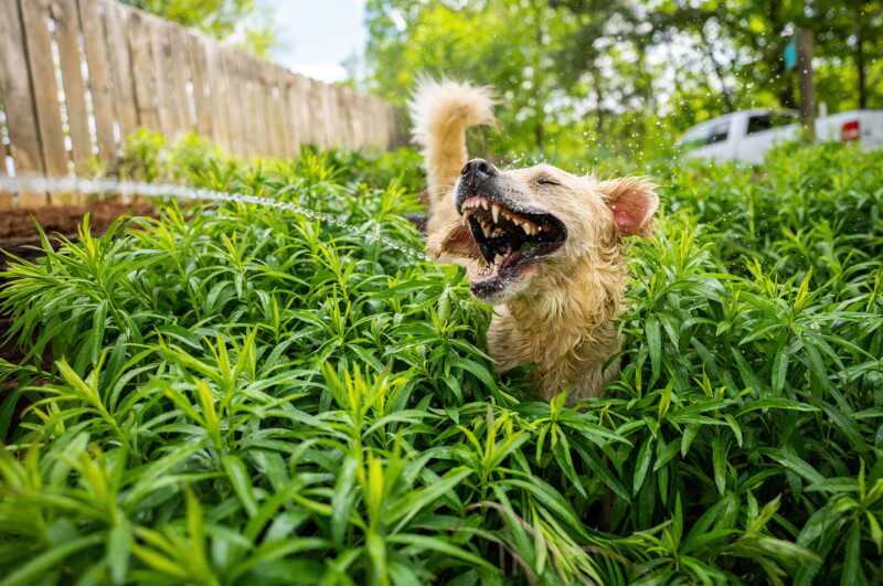 2021 Komedi Evcil Hayvan Fotoğraf Ödülleri'nden 23 Komik Finalist 4 Carmen Cromer Jurassic Bark 800x531 1