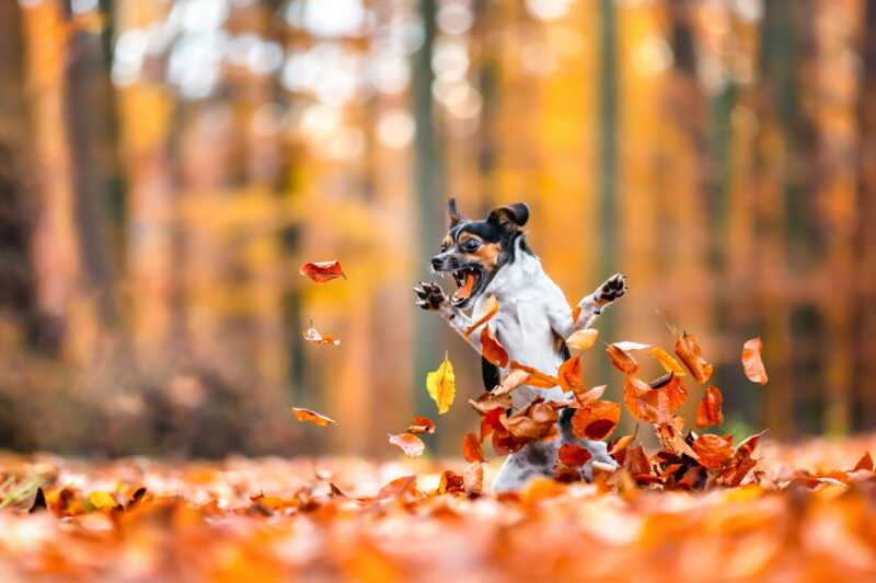 2021 Komedi Evcil Hayvan Fotoğraf Ödülleri'nden 23 Komik Finalist 10 Diana Jill Mehner Crazy in love with fall 800x533 1