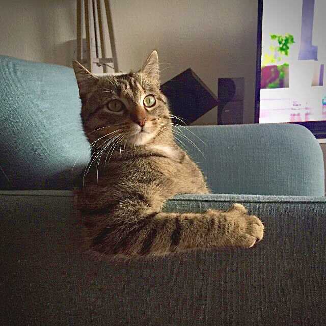 2021 Komedi Evcil Hayvan Fotoğraf Ödülleri'nden 23 Komik Finalist 14 Julien Gloria Chilling Ludwig