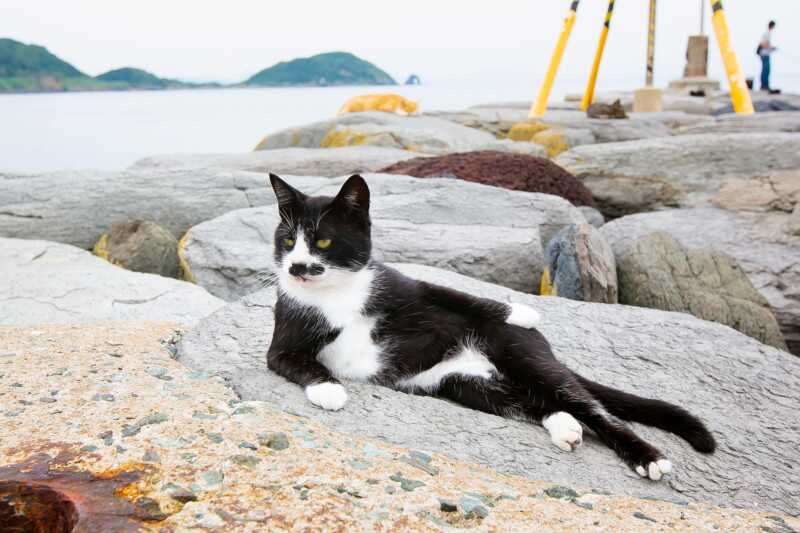 2021 Komedi Evcil Hayvan Fotoğraf Ödülleri'nden 23 Komik Finalist 16 Kenichi Morinaga Cat model 800x533 1