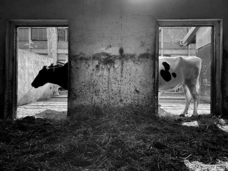 2021 Komedi Evcil Hayvan Fotoğraf Ödülleri'nden 23 Komik Finalist 21 Pier Luigi Dodi Long Cow 800x600 1