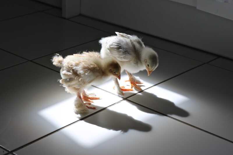 2021 Komedi Evcil Hayvan Fotoğraf Ödülleri'nden 23 Komik Finalist 22 Sophie Bonnefoi The Eureka Moment 800x533 1