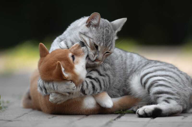 2021 Komedi Evcil Hayvan Fotoğraf Ödülleri'nden 23 Komik Finalist 23 Svetlana Pisareva Embrace of Love 800x533 1