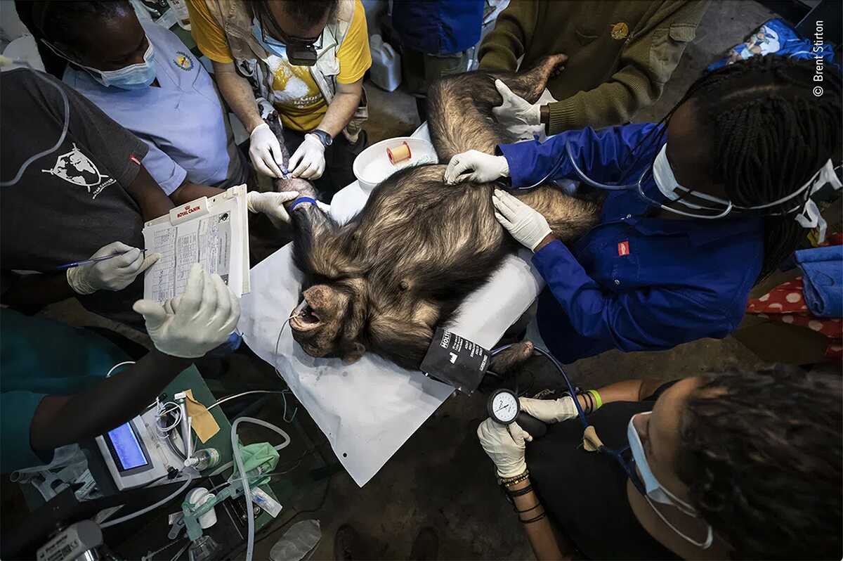 Chimp Check up by Brent Stirton