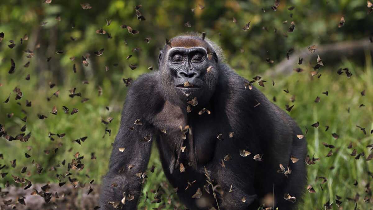Gorilla Surrounded by Butterflies Wins 2021 Global Photo Contest header