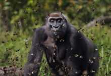 Kelebeklerle Çevrili Goril 2021 Küresel Fotoğraf Yarışmasını Kazandı 28 Gorilla Surrounded by Butterflies Wins 2021 Global Photo Contest header