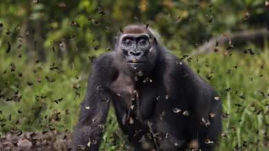 Kelebeklerle Çevrili Goril 2021 Küresel Fotoğraf Yarışmasını Kazandı 9 Gorilla Surrounded by Butterflies Wins 2021 Global Photo Contest header