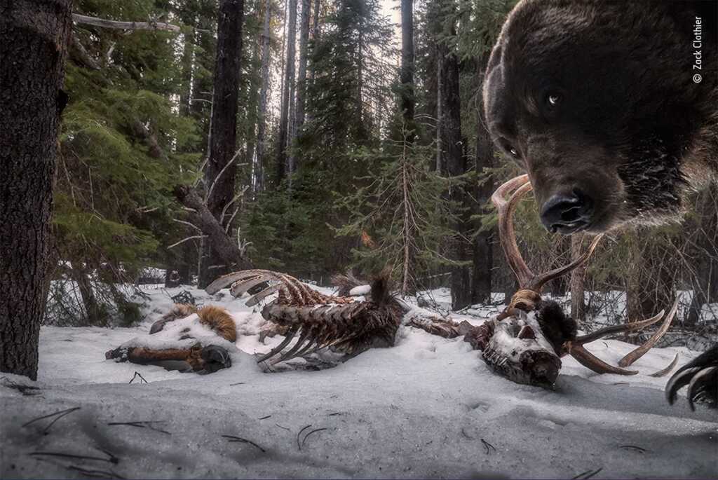Grizzly Leftovers by Zack Clothier