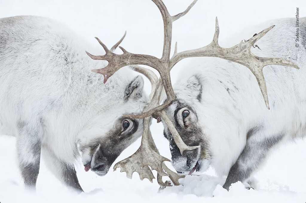 2021 Yılın Yaban Hayatı Fotoğrafçısı kazananları ve finalistleri 2 Head to Head by Stefano Unterthiner