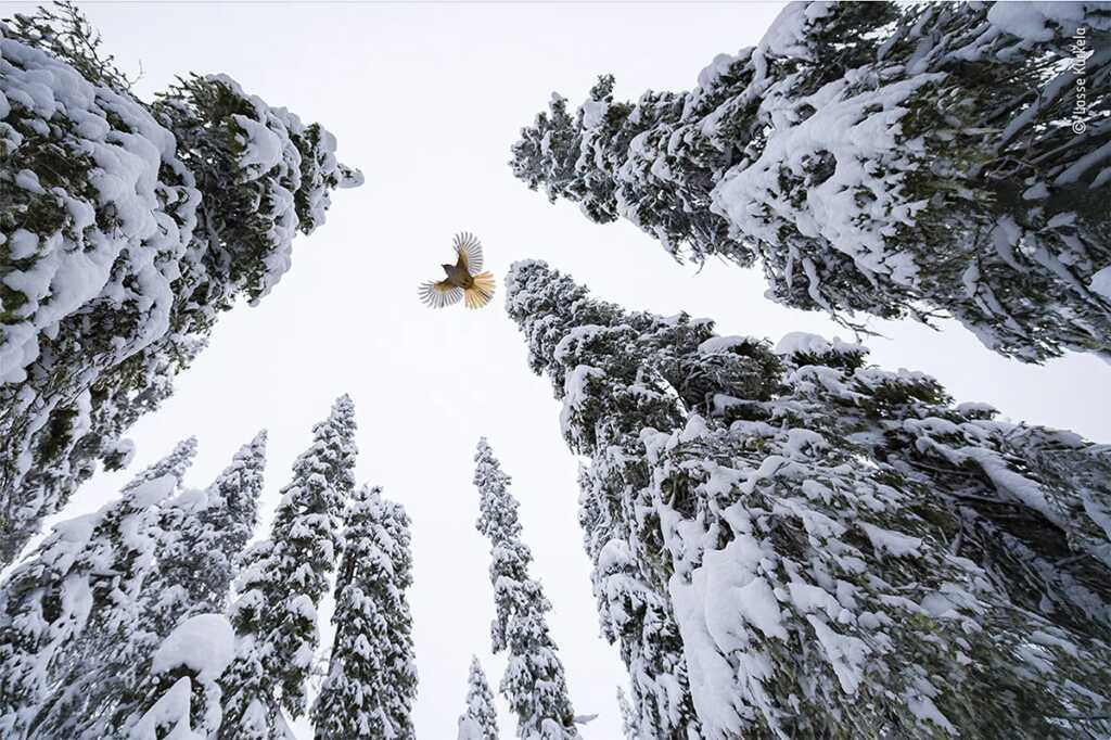 High flying Jay by Lasse Kurkela