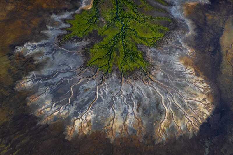 Kelebeklerle Çevrili Goril 2021 Küresel Fotoğraf Yarışmasını Kazandı 7 Landscape 4 HM SCOTT PORTELLI 800x534 1